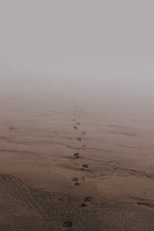 Gloomy scenery of human footprints on wet sand at seaside on foggy day