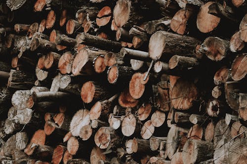 Wooden logs piled in forest