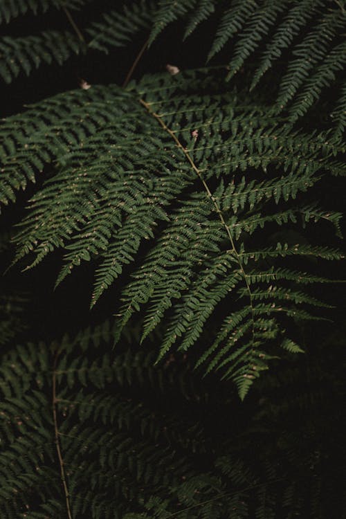 Closeup of natural fern leaf with dew growing in dark woods in summer