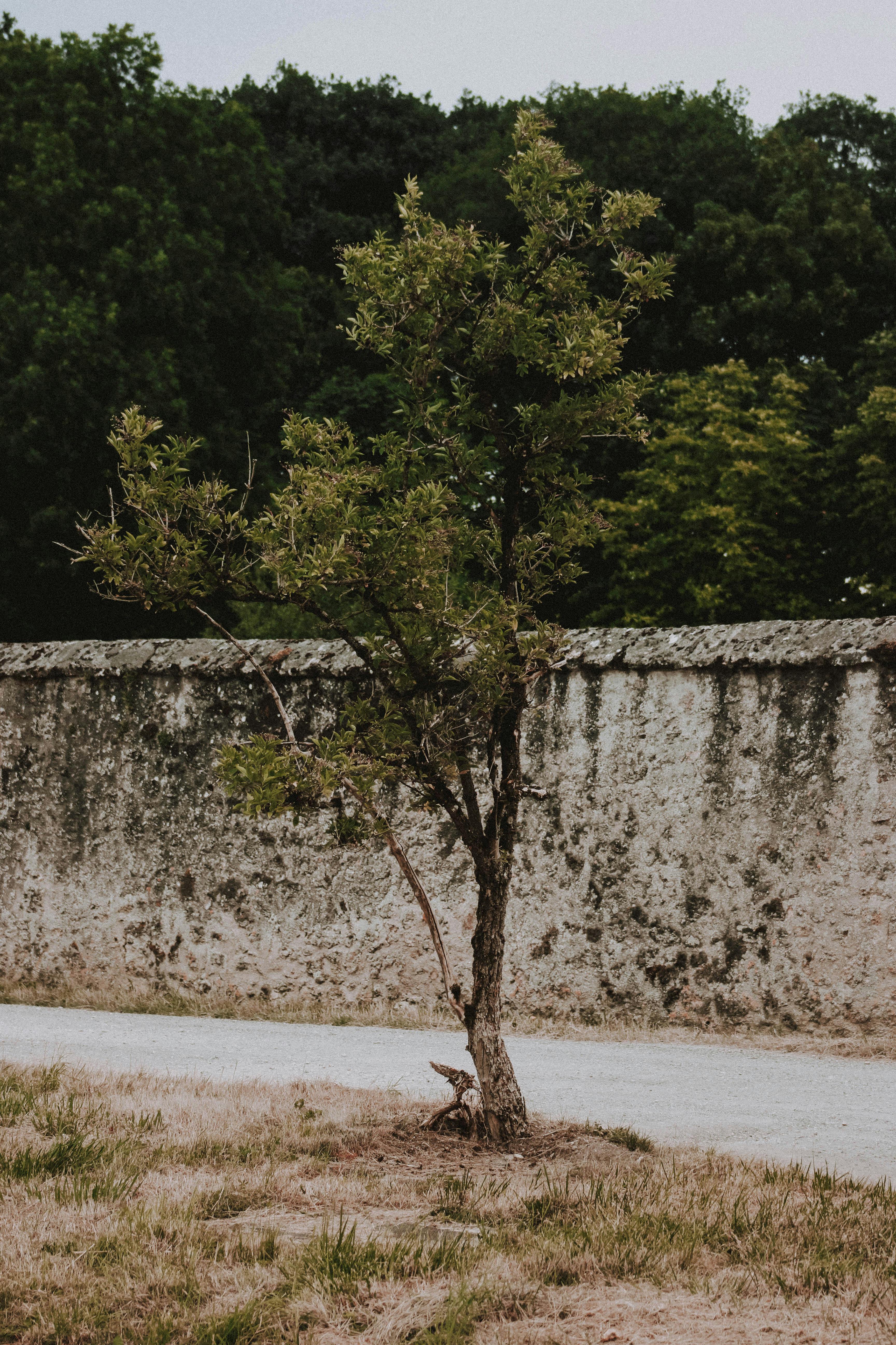 green tree on lawn in park