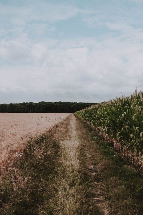Free Endless rows of fresh corn and wheat growing on field in rural area under blue sky Stock Photo