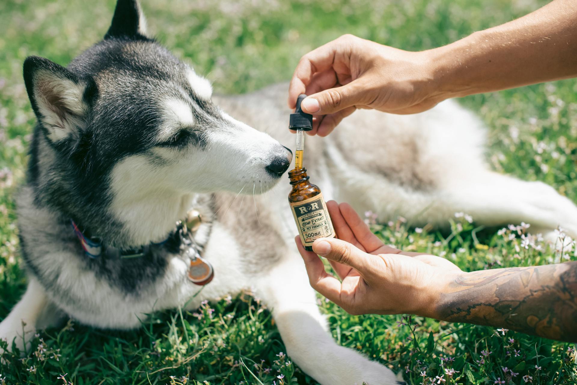 CBD-olie geven aan een hond die in het gras ligt