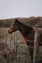 Side view of graceful chestnut domestic horse with black mane standing on dry grassy meadow in paddock