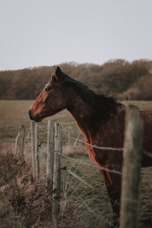 Kuda Kastanye Yang Tenang Berdiri Di Padang Rumput Di Peternakan
