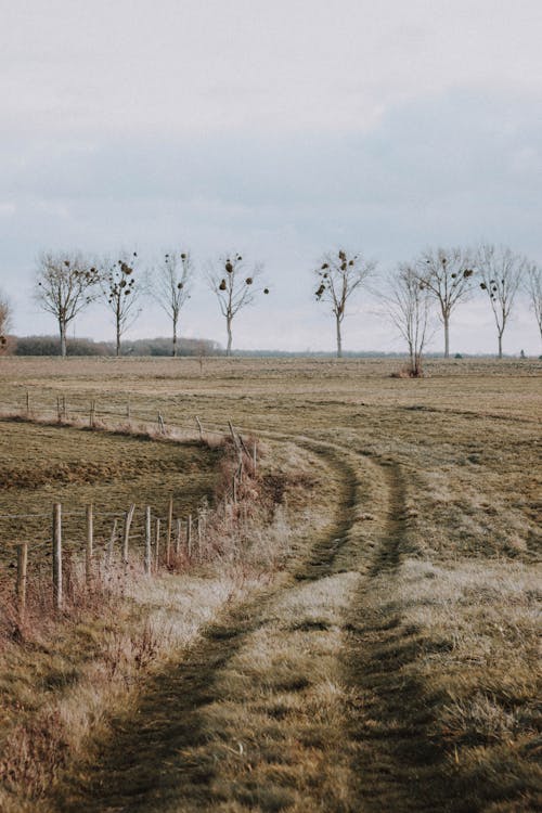 Darmowe zdjęcie z galerii z bezlistny, cichy, drzewo