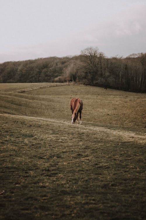 Adorable horse pasturing on meadow in rural valley