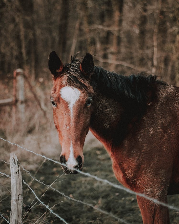 Obedient Domestic Horse On Pasture In Village