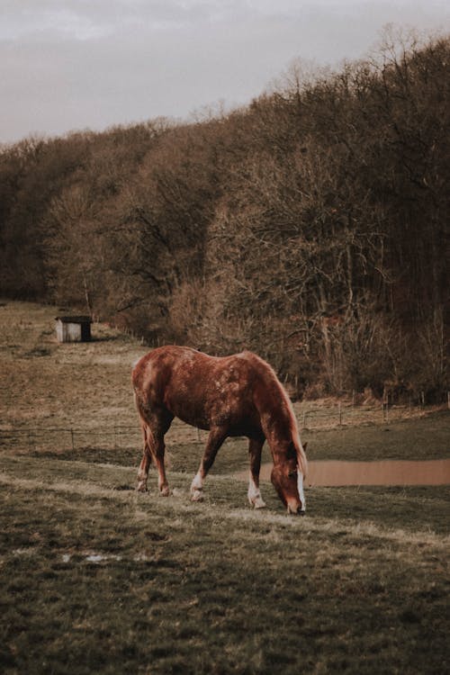 Side view of chestnut Suffolk Horse grazing on green pasture near leafless tress in countryside