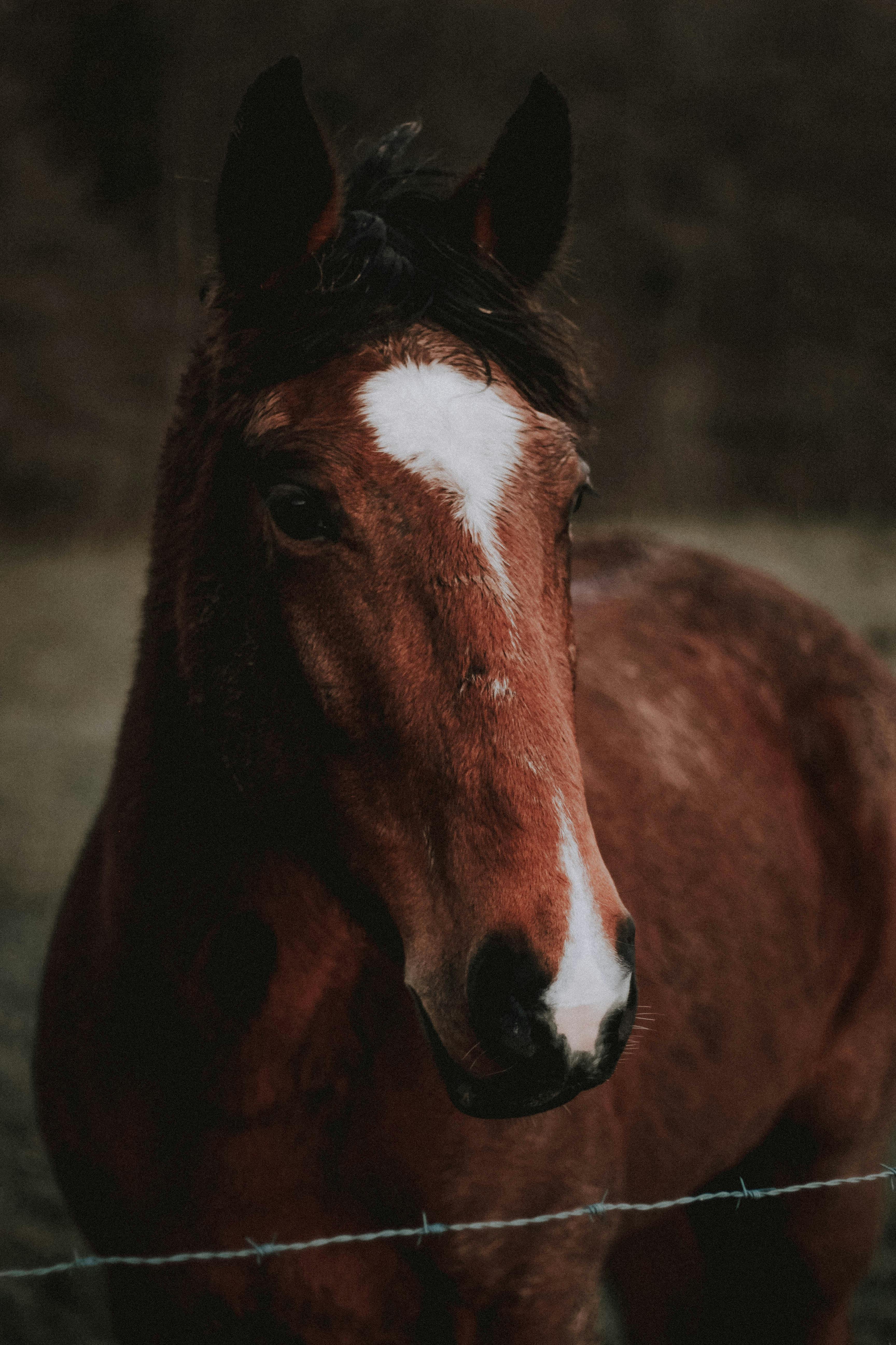 Cute chestnut horse standing near barrier of paddock against blurred autumn trees in village