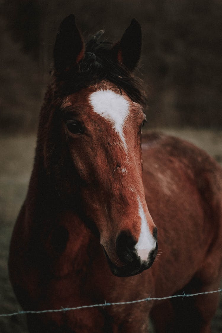 Tranquil Domestic Horse In Paddock On Autumn Day