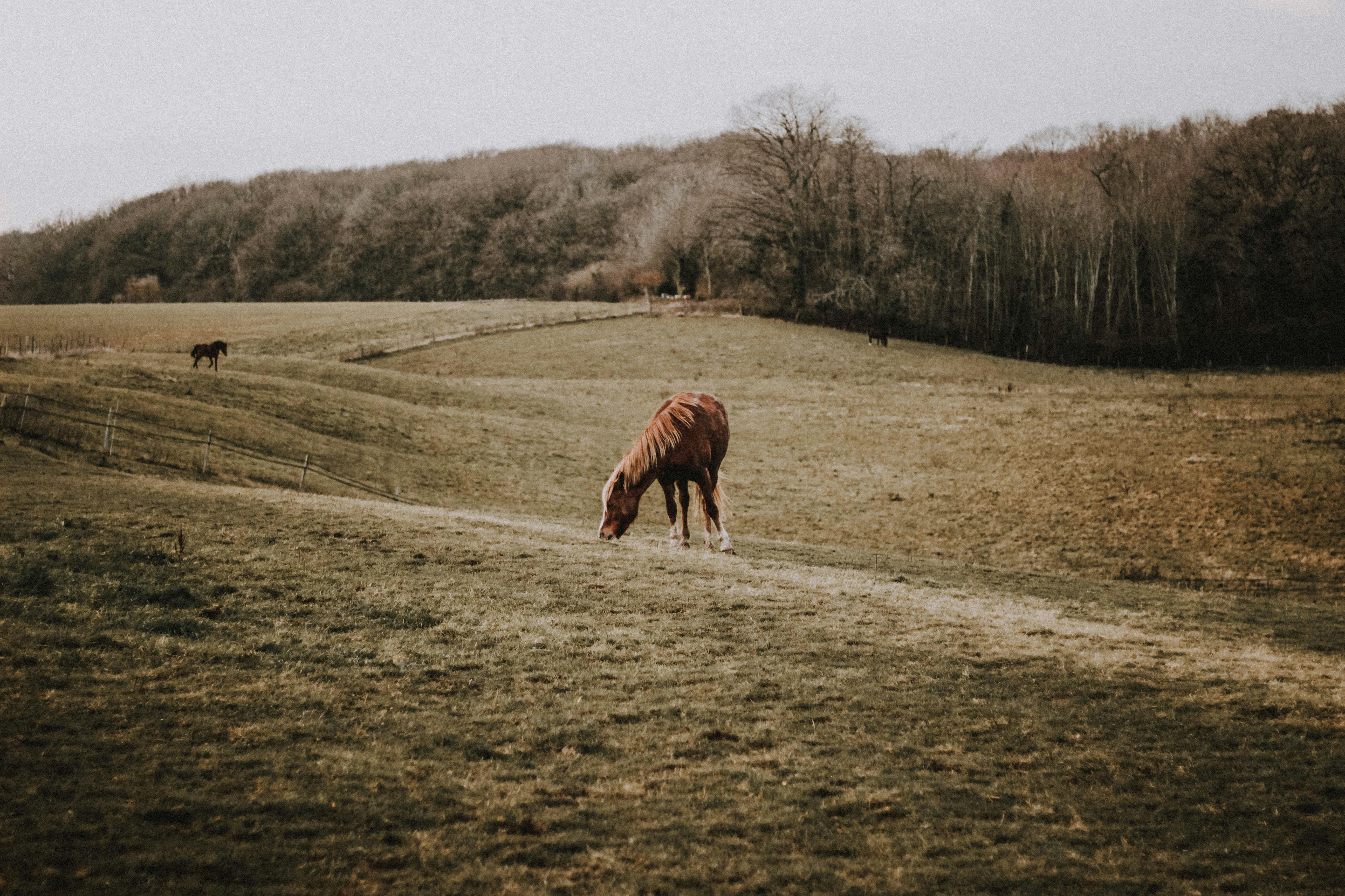 Flock of horses pasturing on grassy hilly terrain near leafless forest on autumn day in countryside
