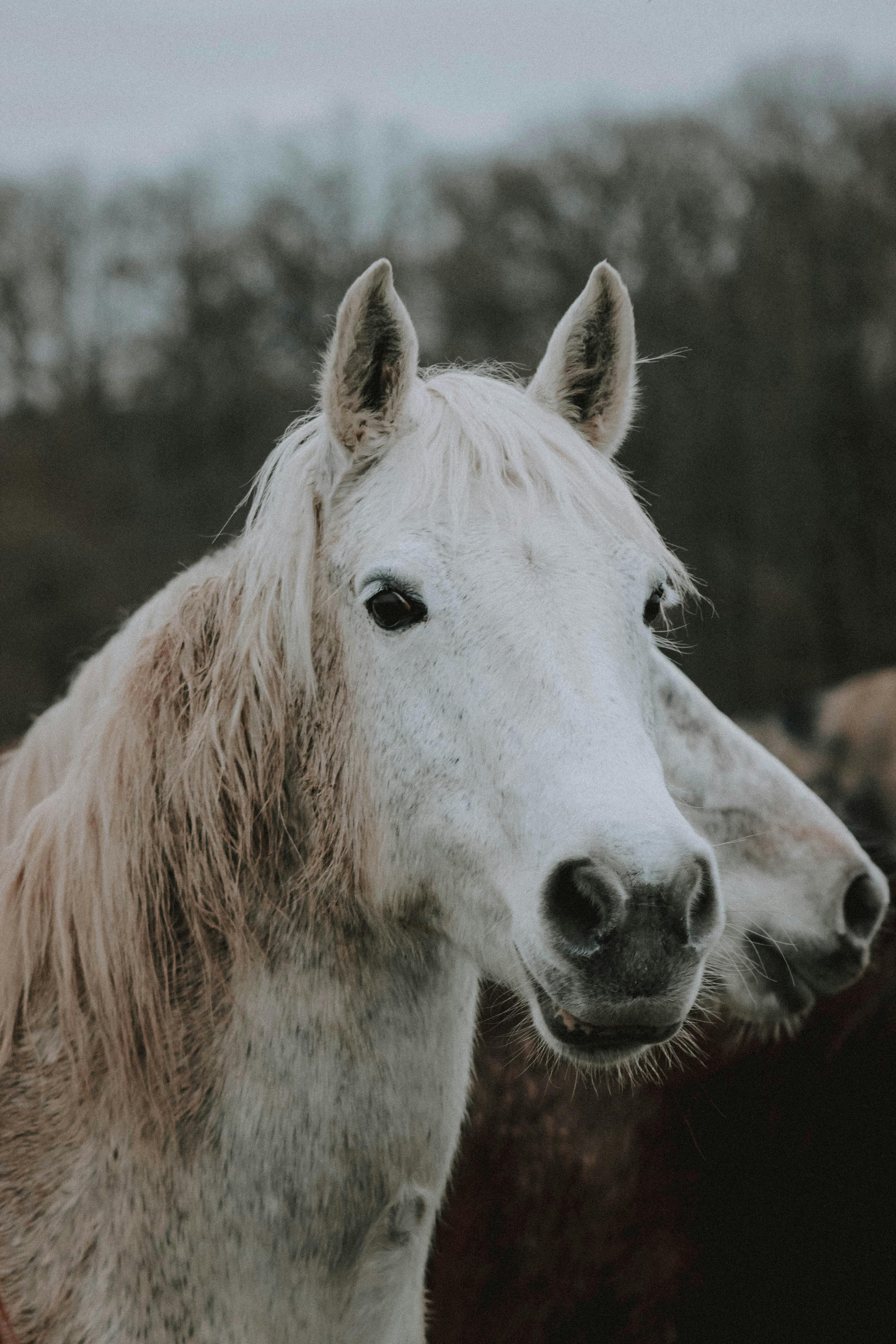 Graceful gray Camargue horse with long mane standing in paddock on cloudy autumn day in countryside