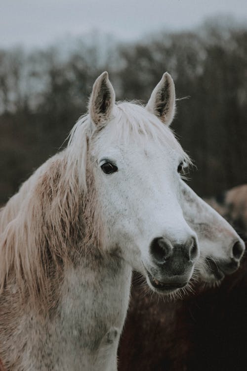 Purebred gray horse in pasture on overcast day