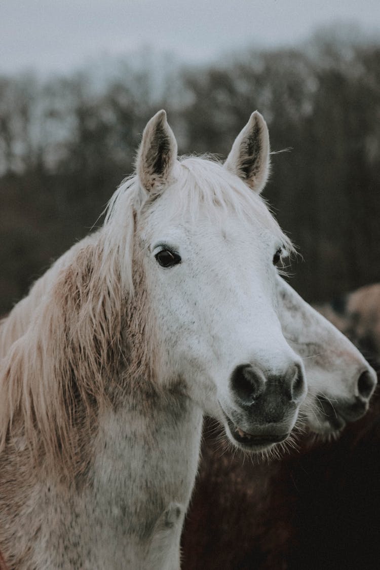 Purebred Gray Horse In Pasture On Overcast Day