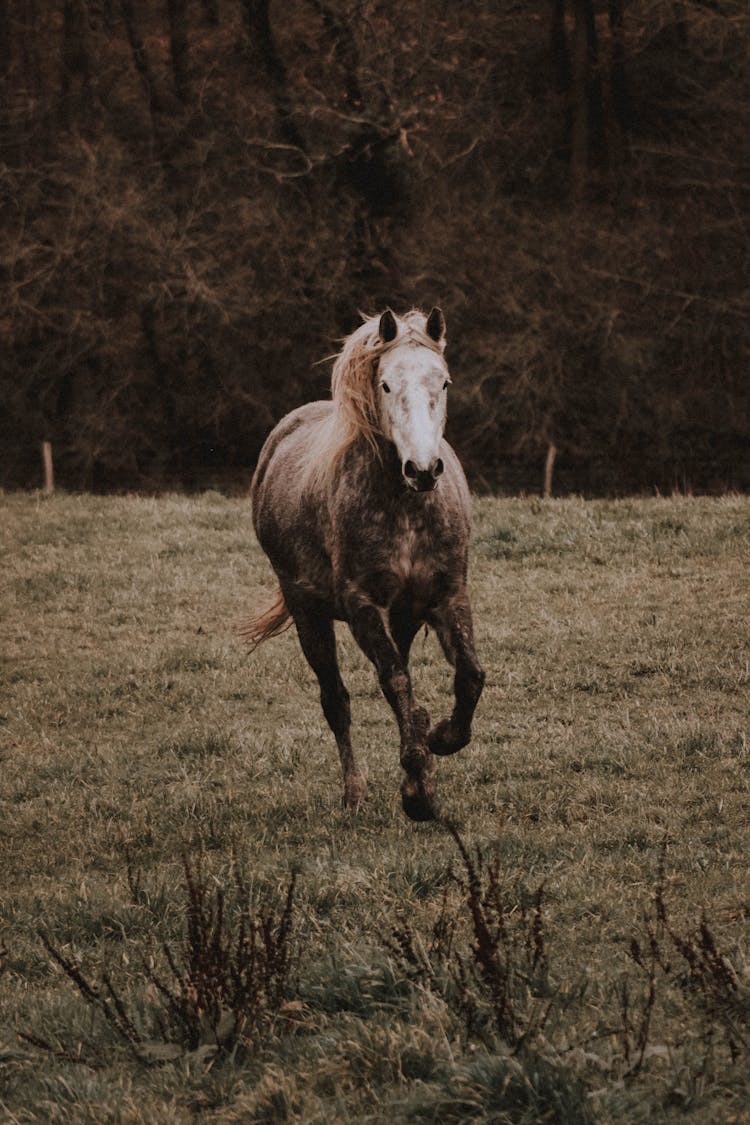 Wild Horse Running On Meadow In Countryside