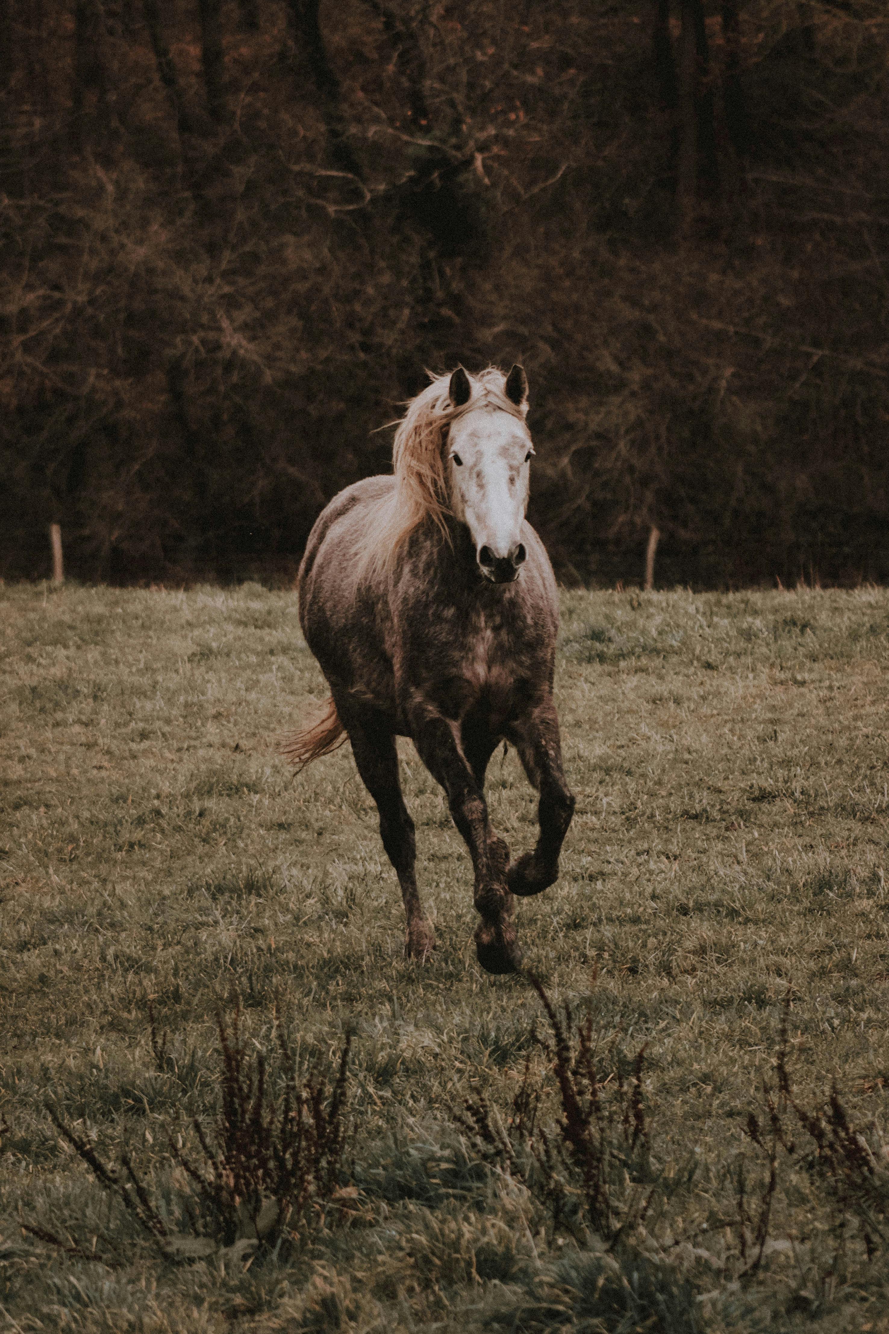 Wild horse running on meadow in countryside · Free Stock Photo