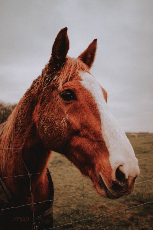 Free Chestnut French Trotter horse with white muzzle standing near metal fence in paddock against cloudy gray sky Stock Photo