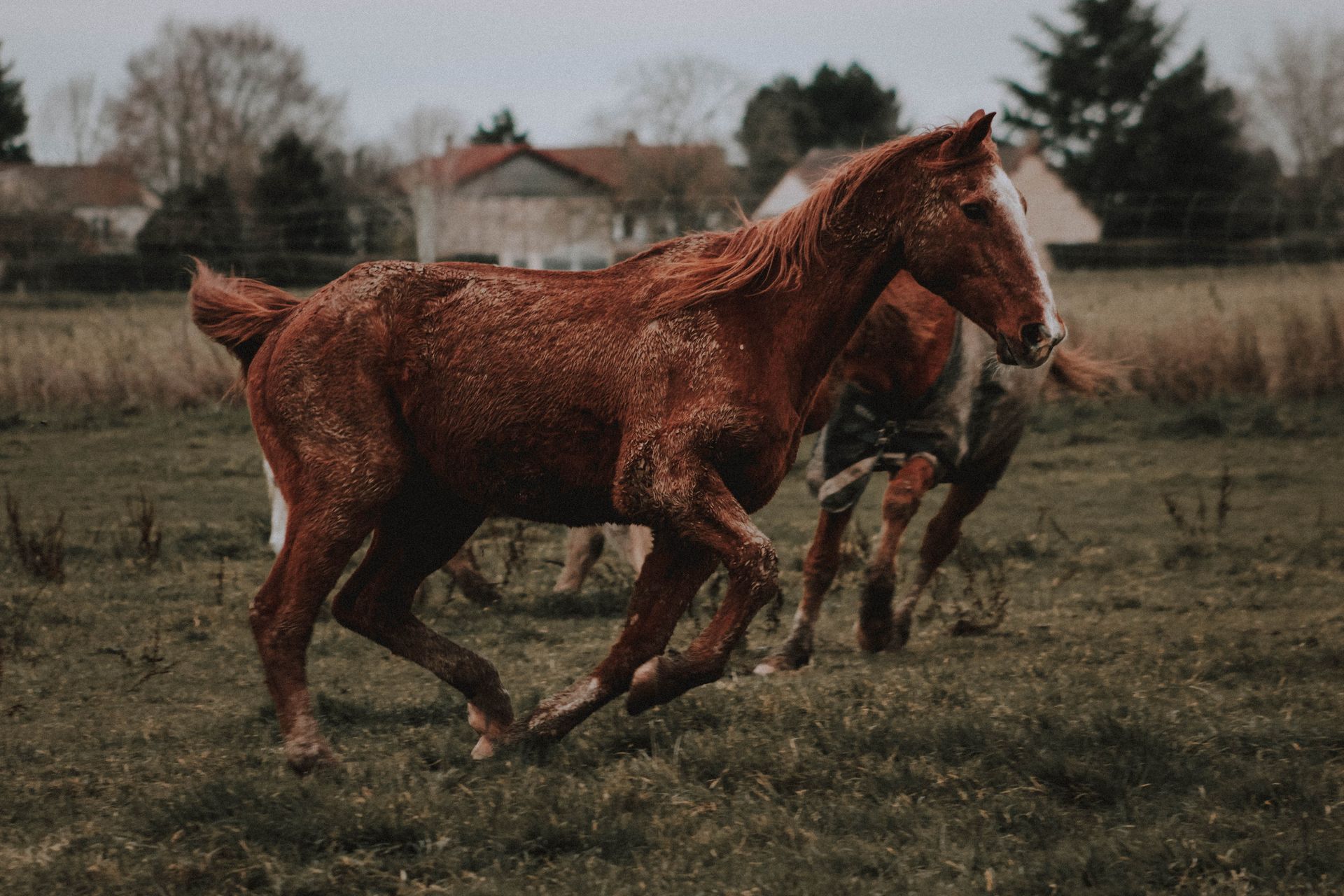 Purebred horses running in paddock in ranch
