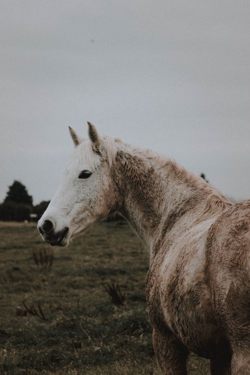 Free Side view of graceful gray Camargue horse standing on grassy field in ranch against overcast sky Stock Photo
