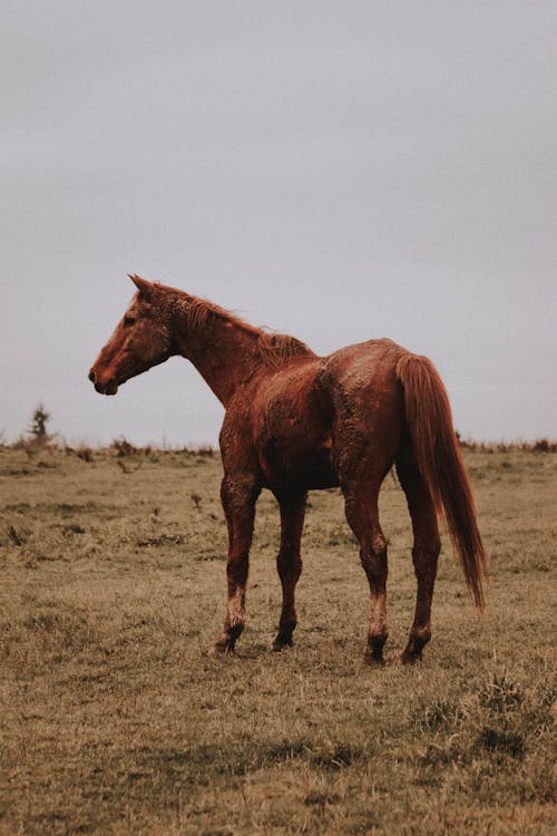 Side view of graceful chestnut American Quarter Horse standing on dry grassy field under gray cloudy sky in farmland