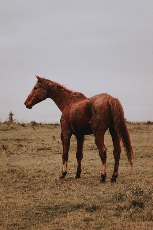 Free Side view of graceful chestnut American Quarter Horse standing on dry grassy field under gray cloudy sky in farmland Stock Photo