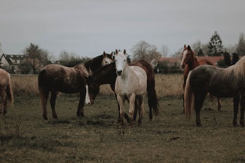 Herd of various adorable purebred horses grazing on grassy pasture near rural houses in village on cloudy day