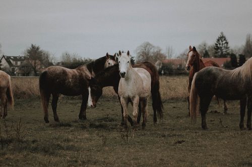 Free Herd of various adorable purebred horses grazing on grassy pasture near rural houses in village on cloudy day Stock Photo