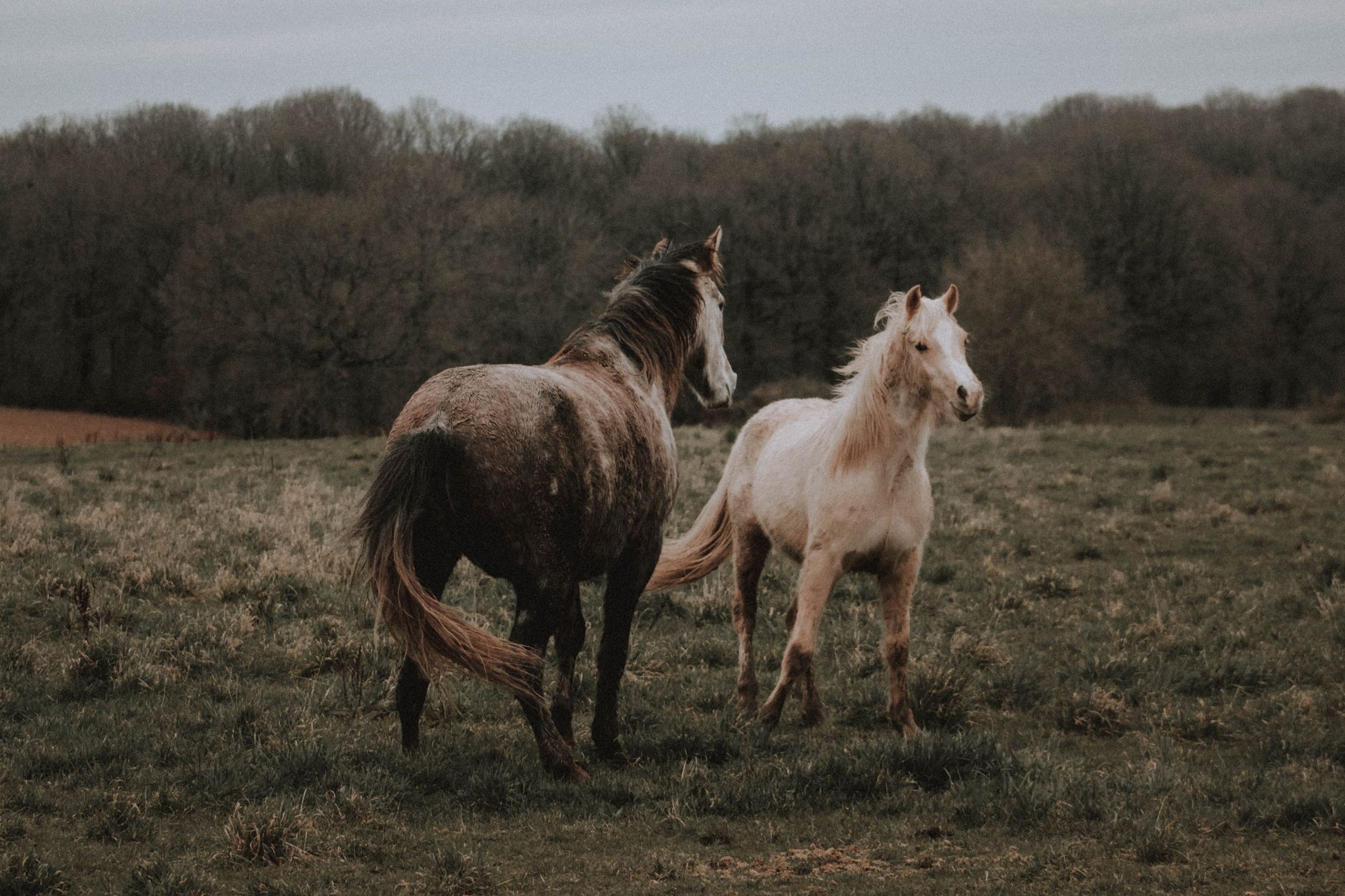 Portrait of a horse at a veterinary clinic