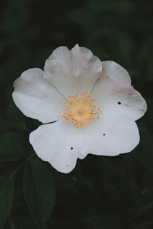 Gentle white Rosa laevigata flower in garden