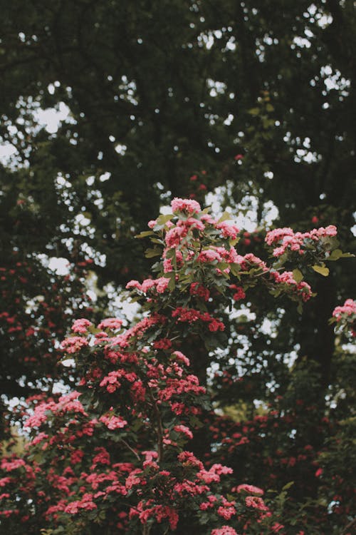 Blooming Lagerstroemia indica tree in green park