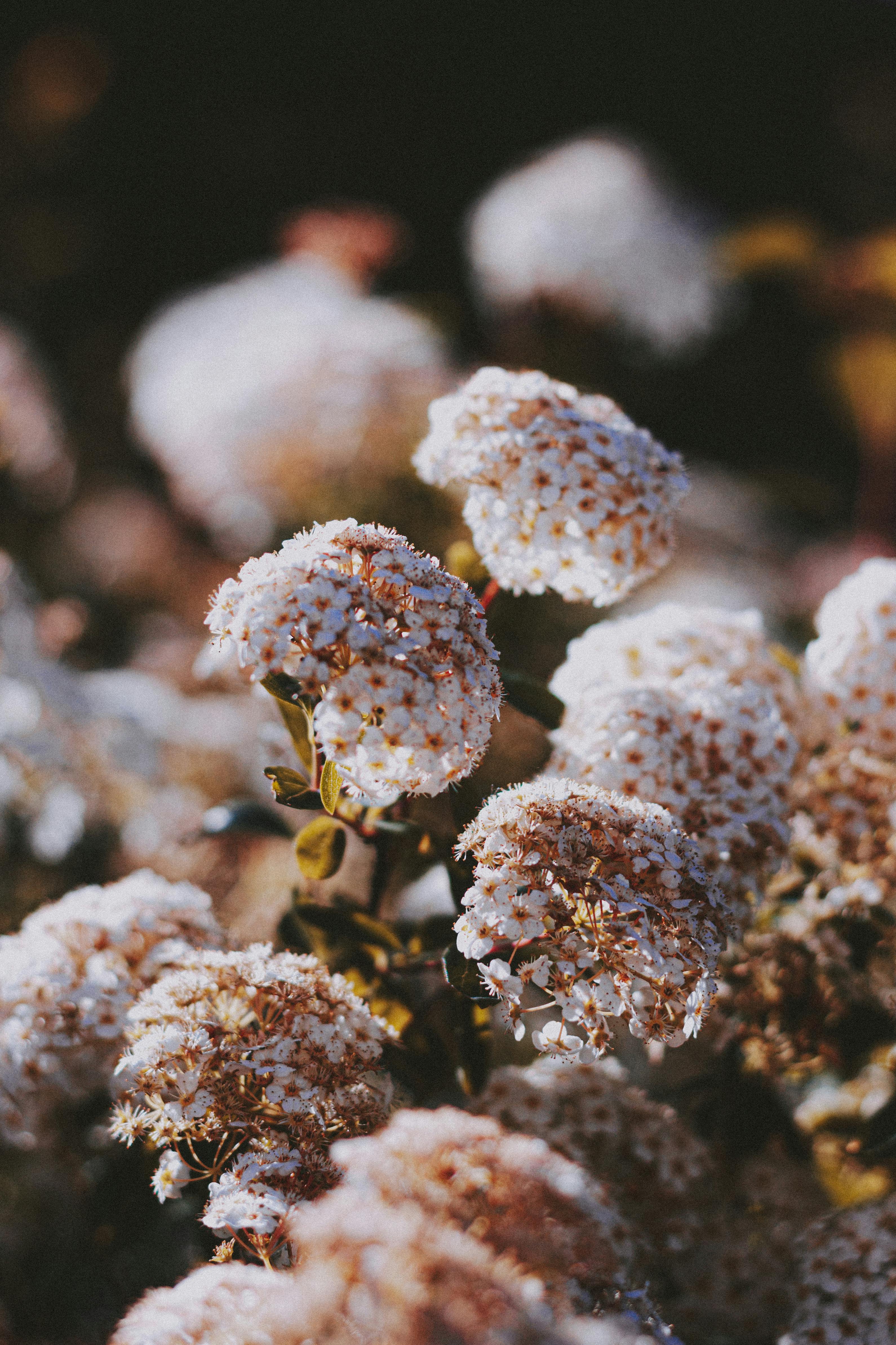 [ColoSach]-gentle-ball-shaped-flowers-of-exotic-arrowwood-plant-blooming-in-garden-on-sunny-day