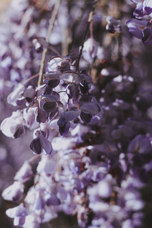 Free Bunch of delicate Wisteria sinensis flowers Stock Photo
