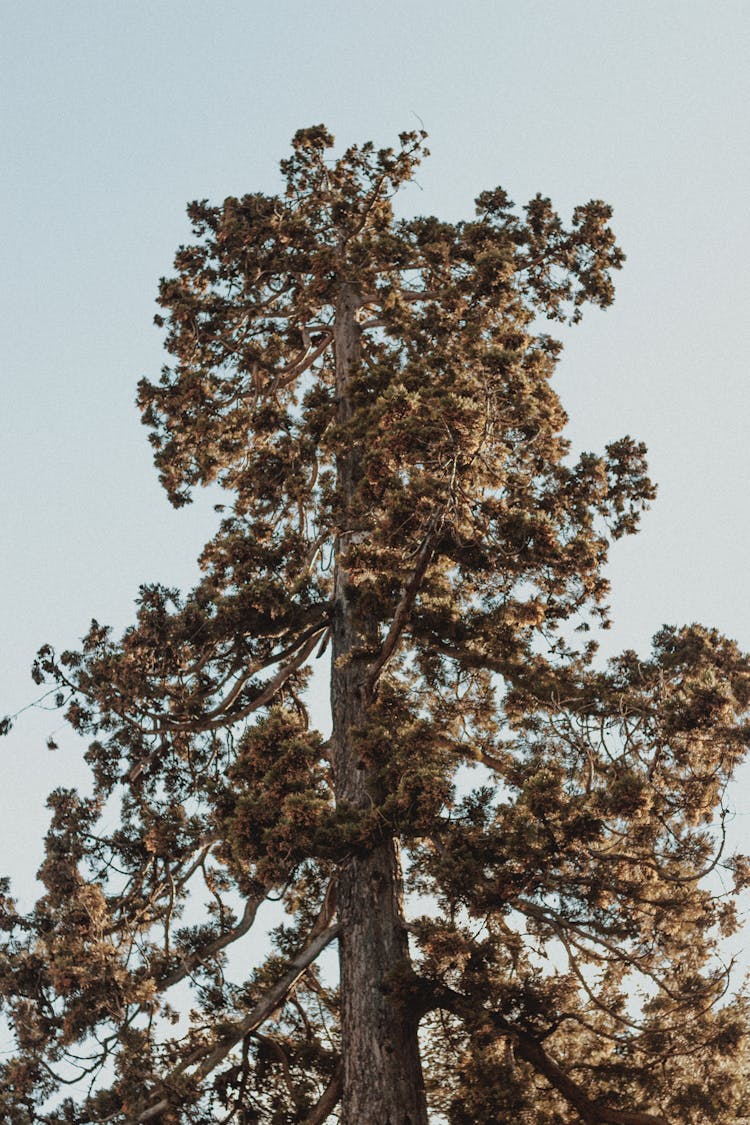 Sequoiadendron Giganteum Tree Against Blue Sky