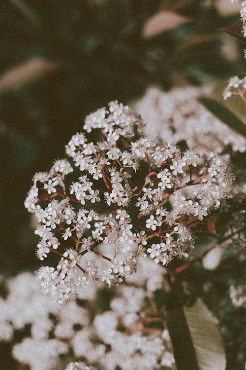 Tiny white Anthriscus sylvestris wildflowers in garden