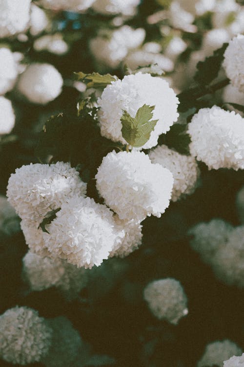 Viburnumopulus植物の球形の白い花