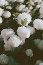 Ball shaped white flowers of Viburnum opulus plant