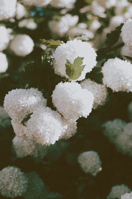 Amazing delicate white flowers of blooming snowball tree growing in garden on sunny day