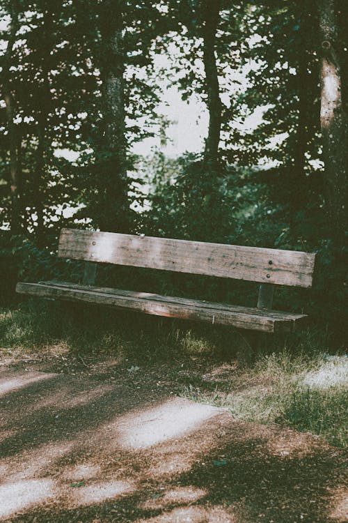 Wooden bench in green forest on sunny day