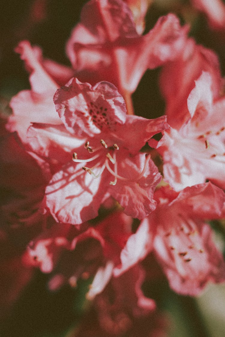 Gentle Flowers Of Rhododendron Shrub On Sunny Day