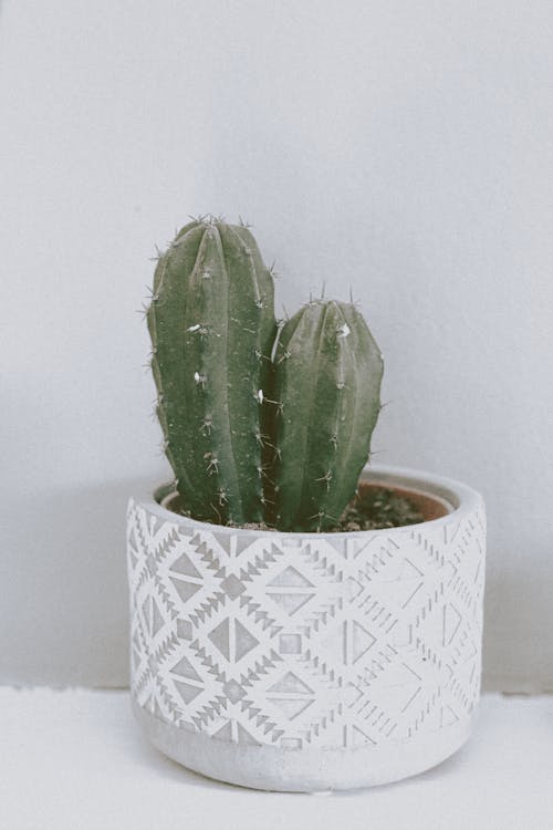 Free Potted exotic chichipe cactus placed on table Stock Photo