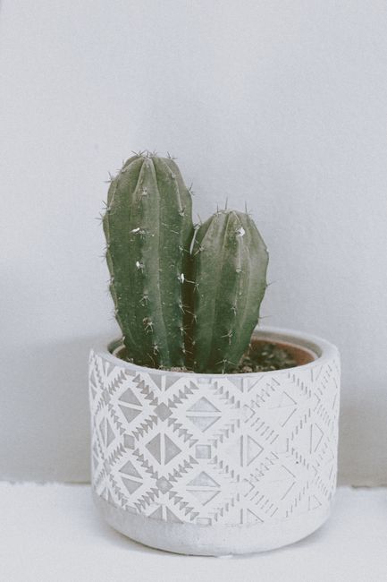 Spiny green Polaskia chichipe tree like cacti growing in stylish ceramic pot placed on white table