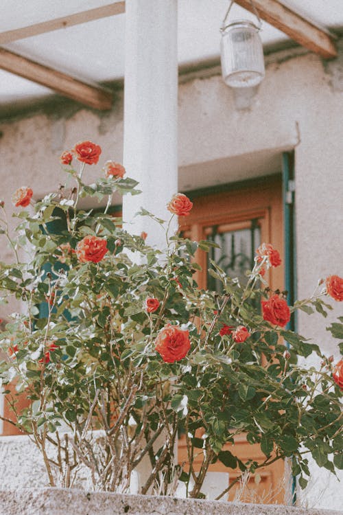 Free Low angle of elegant red wild roses growing in courtyard of residential house in countryside Stock Photo