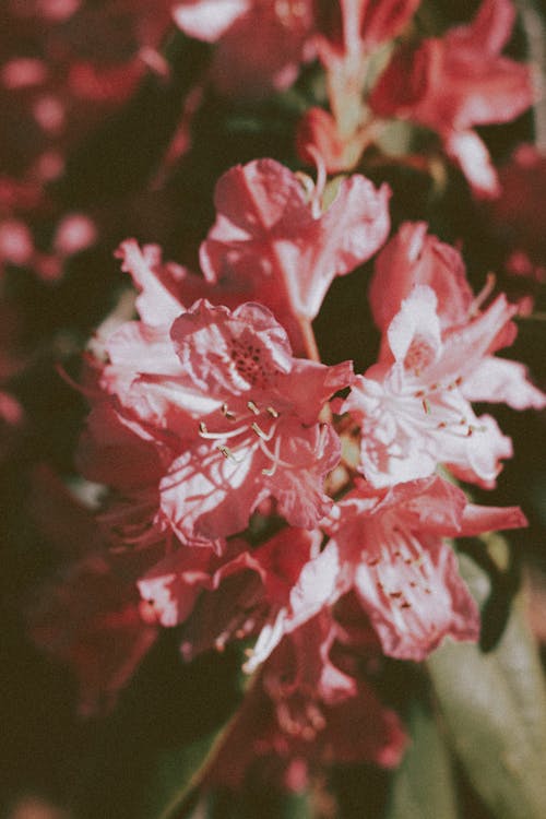 Gentle Rhododendron flowering plant in garden