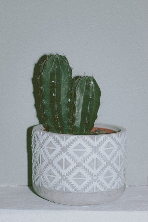 Elegant flowerpot with prickly green Polaskia chichipe cactus plant placed against white wall