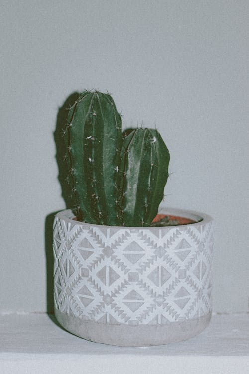 Free Elegant flowerpot with prickly green Polaskia chichipe cactus plant placed against white wall Stock Photo