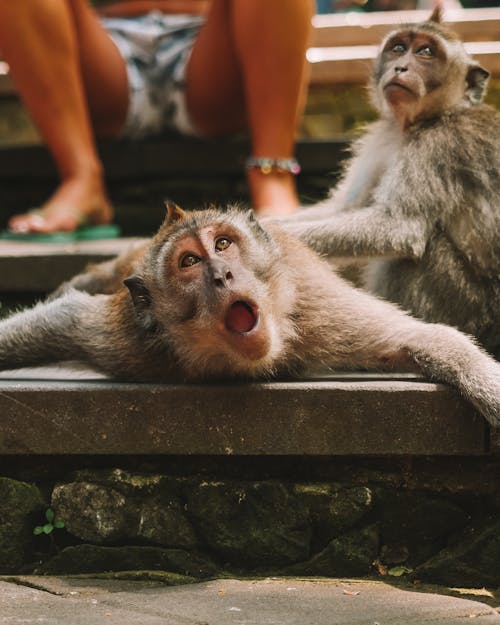 Kostenloses Stock Foto zu baby, in die ferne schauen, konkrete schritte