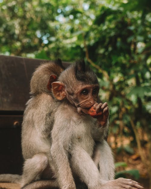 Foto stok gratis bayi monyet, cute, fotografi binatang