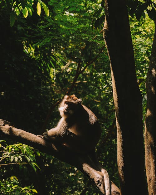 Immagine gratuita di albero, fauna selvatica asiatica, fauna selvatica della giungla