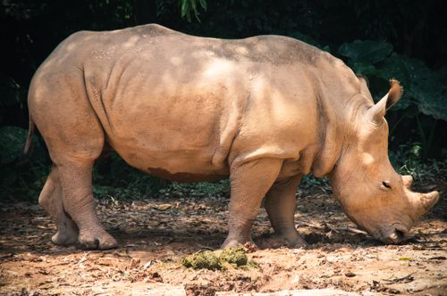 Free From above side view of calm rhinoceros eating grass on dry terrain in zoo in sunlight Stock Photo
