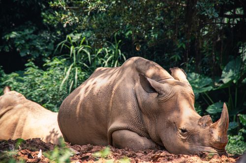 Free From above side view of rhinos lying on uneven surface near lush green shrubs in zoological garden while looking at camera Stock Photo